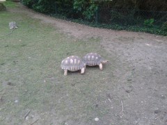 tortues