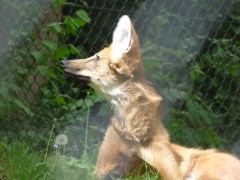 renard